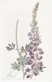 Lupin à feuilles blanches - Sydenham Edwards — vy av konstverket