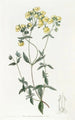 Slipperwort à feuilles blanches - Sydenham Edwards — vy av konstverket