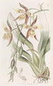 Odontoglossum gul och brun - Sydenham Edwards — vy av konstverket