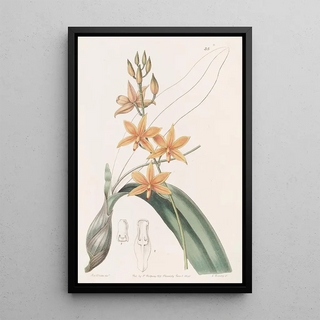 Sydenham Edwards - Yolkofegg Epidendrum.webp