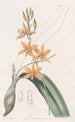 Yolkofegg Epidendrum - Sydenham Edwards — vy av konstverket