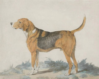 Sydenham Teast Edwards - Hound Standing profile facing left.webp
