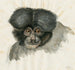 Tête de singe - Floris Verster — vy av konstverket