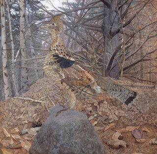 Tétras à plumes rousses mâle dans la forêt - Gerald Thayer