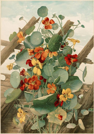 Thaddeus Welch - The Nasturtiums No 2.webp
