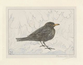 Theo van Hoytema - Zwarte lijster.webp