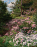 Rhododendron rosa och vit i en skog - Thomas Allen Jr — vy av konstverket