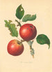 Cowarne Red - Thomas Andrew Knight — vy av konstverket