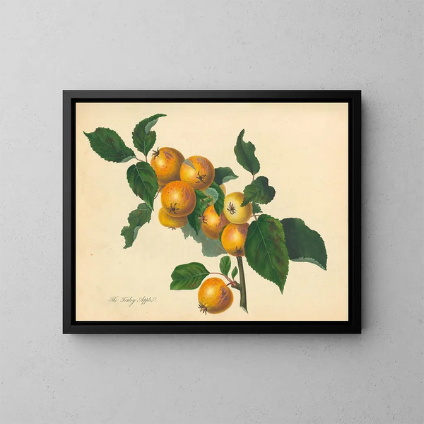 Pomme de Foxley - Thomas Andrew Knight — inramlat konstverk på väggen