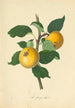 Pomme Grange - Thomas Andrew Knight — vy av konstverket