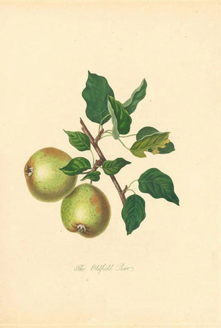 Thomas Andrew Knight - Oldfield Pear.webp