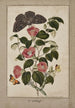 Studie av kamelia japonica, japansk ros, euphorbia caput-medusae, medusa huvud med phalène merops och papilio hyale nar - Thomas Robins den yngre — vy av konstverket