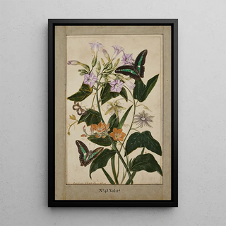 Thomas Robins The Younger - A botanical study of redfruited passion flowers Virginia tobacco plant and ixia with swallowtail butterflies.webp