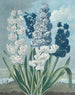 Jacinthes - Thomas Warner — vy av konstverket