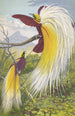 Paradisea Papuana - Thomas Waterman Wood — vy av konstverket