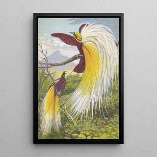 Thomas Waterman Wood - Paradisea Papuana.webp