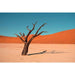 Landskapsfotografi - L'essence du désert africain immortalisée