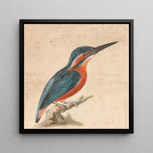 Un martin-pêcheur - Thomas Atwood