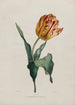 Tulipe - Valentine Bartholomew — vy av konstverket