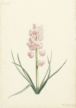 Vincent Laurensz van der Vinne II - Hyacint Koralien.webp