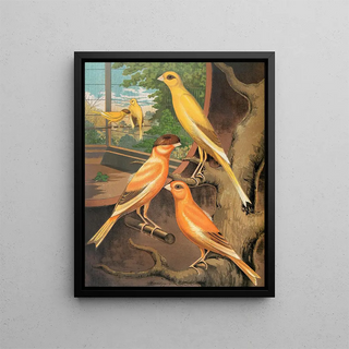 W A Blakston - Cinnamon Canaries Norwich Type.webp