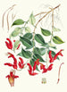 Aeschynanthus Peelii Hf et T - Walter Hood Fitch — vy av konstverket