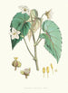 Begonia Cathcartii H f och T - Walter Hood Fitch — vy av konstverket