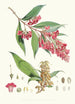 Buddleia Colvilei Hf och T - Walter Hood Fitch — vy av konstverket