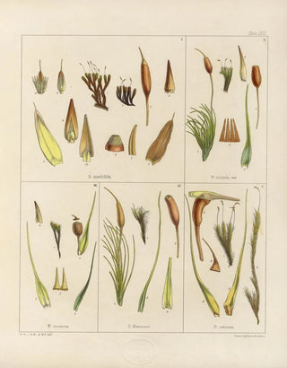 Walter Hood Fitch - Cryptogamic botany of the Antarctic voyage of HM Discovery ships Erebus and Terror in the years 1839 Pl02.webp