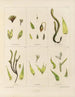 Botanisk kryptogamisk målning av resan till Antarktis med fartygen HM Discovery Erebus och Terror under åren 1839 Pl04 - Walter Hood Fitch — vy av konstverket
