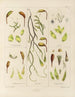 Botaniskt konsttryck av resan till Antarktis med fartygen HM Discovery Erebus och Terror under åren 1839 Pl05 - Walter Hood Fitch — vy av konstverket