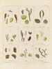 Botaniskt konsttryck av resan till Antarktis med fartygen HM Discovery Erebus och Terror under åren 1839 Pl06 - Walter Hood Fitch — vy av konstverket