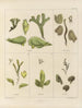 Botanisk kryptogamisk målning av resan till Antarktis med fartygen HM Discovery Erebus och Terror under åren 1839 Pl07 - Walter Hood Fitch — vy av konstverket