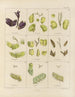 Botaniskt konsttryck av resan till Antarktis med fartygen HM Discovery Erebus och Terror under åren 1839 Pl08 - Walter Hood Fitch — vy av konstverket