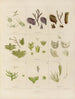 Botaniskt konsttryck av resan till Antarktis med fartygen HM Discovery Erebus och Terror under åren 1839-1840 - Walter Hood Fitch — vy av konstverket