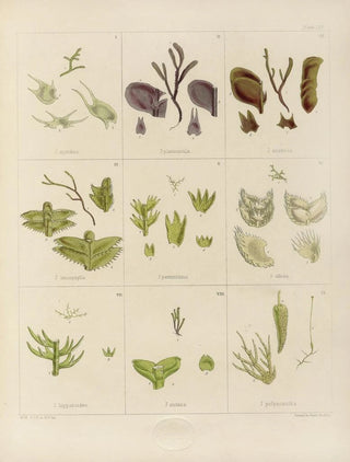 Walter Hood Fitch - Cryptogamic botany of the Antarctic voyage of HM Discovery ships Erebus and Terror in the years 1839 Pl09.webp
