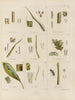 Botanisk kryptogamisk målning från expeditionen till Antarktis med fartygen HM Discovery Erebus och Terror under åren 1839 Pl12 - Walter Hood Fitch — vy av konstverket