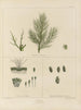 Botaniskt konsttryck av resan till Antarktis med fartygen HM Discovery Erebus och Terror under åren 1839 Pl13 - Walter Hood Fitch — vy av konstverket