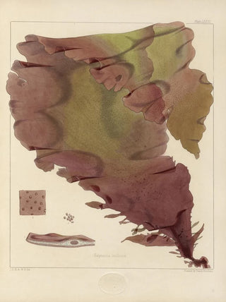Walter Hood Fitch - Cryptogamic botany of the Antarctic voyage of HM Discovery ships Erebus and Terror in the years 1839 Pl17.webp