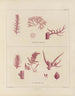 Botaniskt konsttryck av resan till Antarktis med fartygen HM Discovery Erebus och Terror under åren 1839-1840 - Walter Hood Fitch — vy av konstverket
