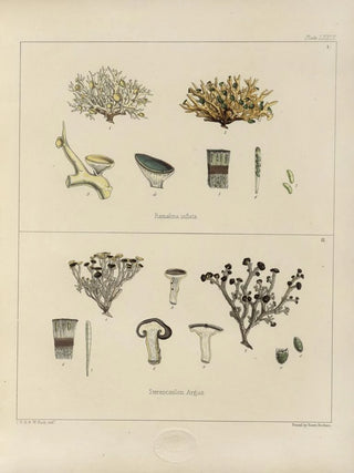 Walter Hood Fitch - Cryptogamic botany of the Antarctic voyage of HM Discovery ships Erebus and Terror in the years 1839 Pl23.webp