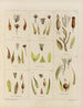 Botaniskt konsttryck av resan till Antarktis med fartygen HM Discovery Erebus och Terror under åren 1839 Pl25 - Walter Hood Fitch — vy av konstverket