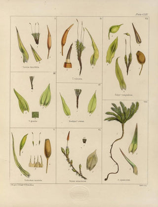 Walter Hood Fitch - Cryptogamic botany of the Antarctic voyage of HM Discovery ships Erebus and Terror in the years 1839 Pl27.webp