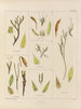 Botaniskt konsttryck av resan till Antarktis med fartygen HM Discovery Erebus och Terror under åren 1839 Pl28 - Walter Hood Fitch — vy av konstverket