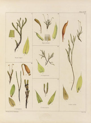 Walter Hood Fitch - Cryptogamic botany of the Antarctic voyage of HM Discovery ships Erebus and Terror in the years 1839 Pl28.webp