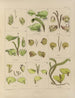 Botanisk kryptogamisk målning av resan till Antarktis med fartygen HM Discovery Erebus och Terror under åren 1839 Pl30 - Walter Hood Fitch — vy av konstverket