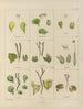 Botaniskt konsttryck av resan till Antarktis med fartygen HM Discovery Erebus och Terror under åren 1839 Pl31 - Walter Hood Fitch — vy av konstverket