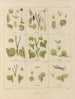 Botanisk kryptogamisk målning av resan till Antarktis med fartygen HM Discovery Erebus och Terror under åren 1839 Pl32 - Walter Hood Fitch — vy av konstverket