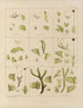 Botaniskt konsttryck av resan till Antarktis med fartygen HM Discovery Erebus och Terror under åren 1839 Pl33 - Walter Hood Fitch — vy av konstverket