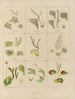Botanisk kryptogamisk målning av resan till Antarktis med fartygen HM Discovery Erebus och Terror under åren 1839 Pl35 - Walter Hood Fitch — vy av konstverket